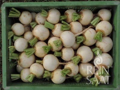 ko081_kvaka snowball